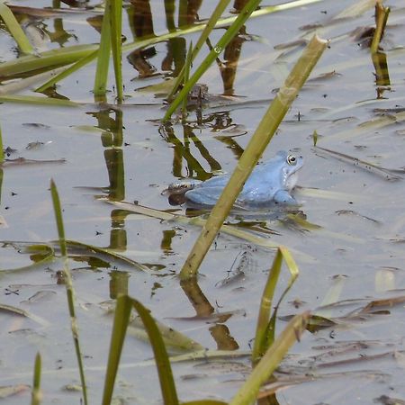 Zur Amsel Apartment Damnatz Bagian luar foto