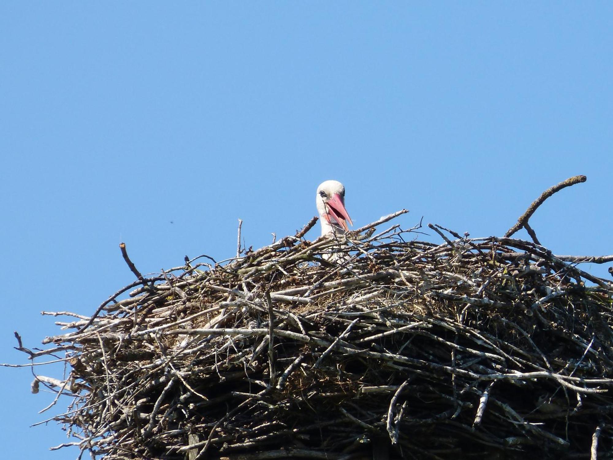 Zur Amsel Apartment Damnatz Bagian luar foto