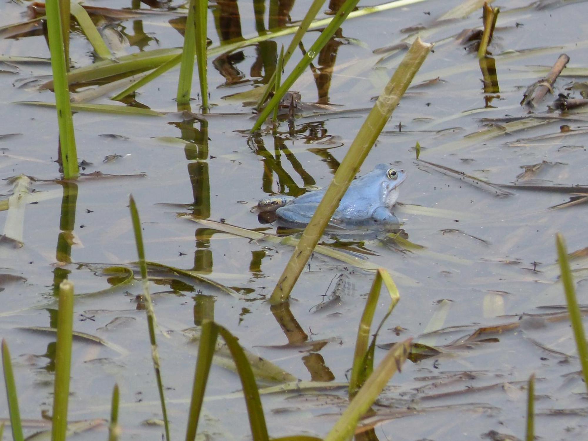 Zur Amsel Apartment Damnatz Bagian luar foto